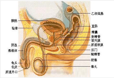 尿道炎